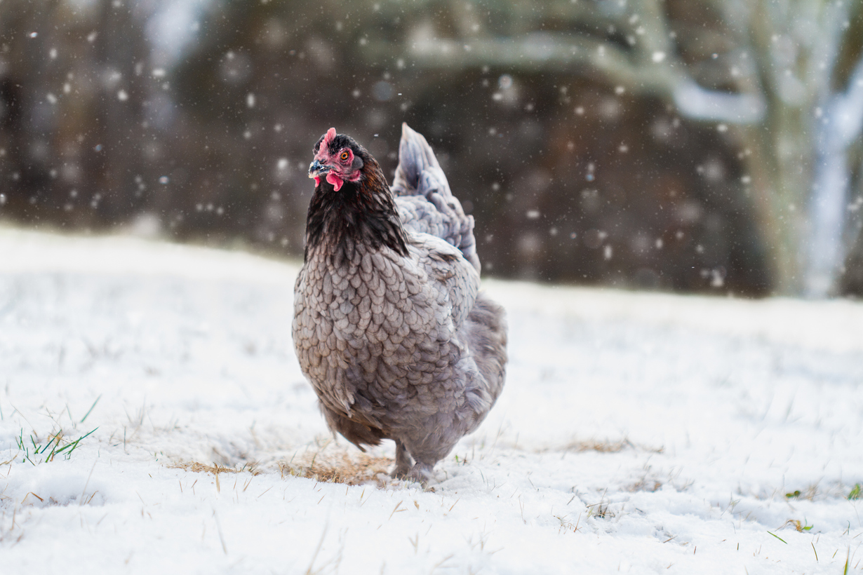 Happy chickens enjoying premium treats