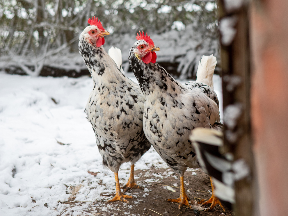 Chickens